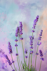 Fototapeta premium Close-Up Pastel Lavender Flowers. Close-up of purple lavender flowers with soft pastel background.