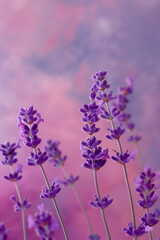 Obraz premium Close-up of purple lavender flowers against a pastel background.