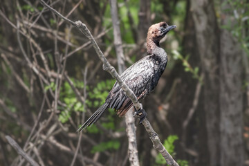 cormorant bird perched on a branch in the jungle, showcasing Montenegro's wildlife.