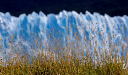 Perito Moreno glacier and grass. Santa Cruz, Argentina