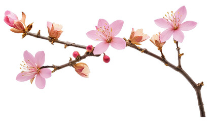 Dried Twig Flowers for Rustic Home Decor