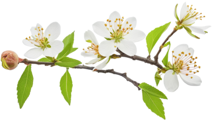 Blooming Twig Flowers on Transparent Background
