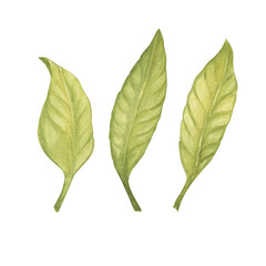 Tree leaves watercolor illustration set. Botanical drawing sketch stylized. Isolated. Hand drawn, suitable for food packaging design