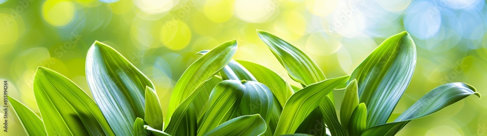 Poster green ficus leaves on a dark background. leaves of different sizes and shapes create a contrasting a