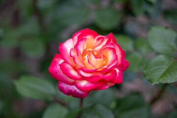 Pink rose with yellow center close up