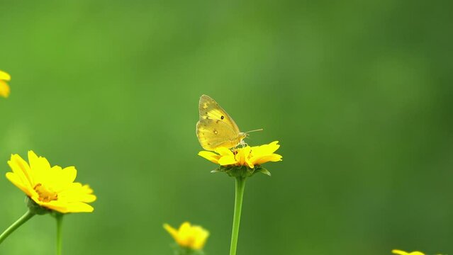 黄色い花の咲く花畑で集密するモンキチョウ