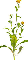 Side view of Pot Marigold plant with yellow flowers