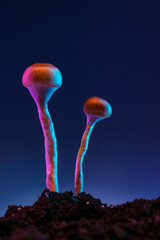 Psilocybin mushrooms are illuminated by neon light, mysterious visual effect and fantastic...
