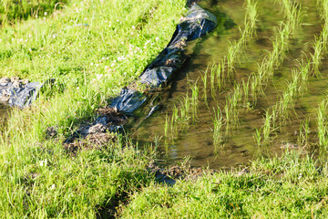 Green rice paddy field plantation in Asia