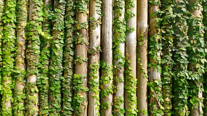 fresh green vines on bamboo stems. ficus repens. creeping vines, dollar creeper on bamboo fence stems. natural home architect. 