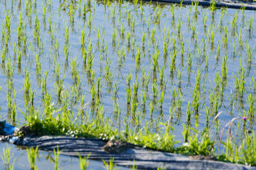 Green rice paddy field plantation in Asia