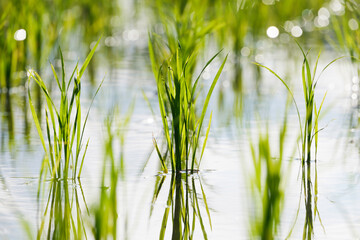 Obraz premium Green rice field close-up, sunlight