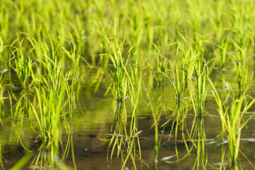 Green rice field close-up, sunlight