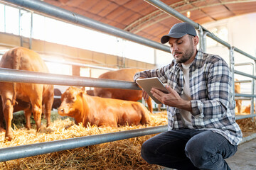 Smart technology in agriculture and farming. Rancher using on digital tablet analysing condition of...