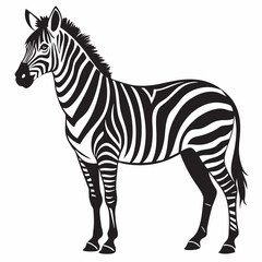 zebra isolated on white background