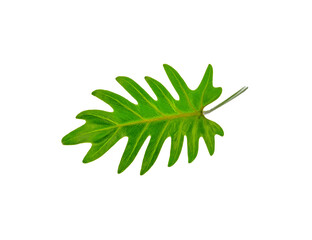 green leaf transparent png