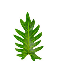 green leaf isolated transparent png