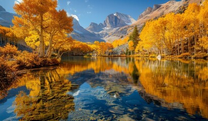 Fototapeta premium A tranquil mountain lake surrounded by golden aspen trees reflecting on the water's surface, under a crisp, clear autumn sky