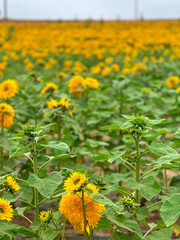 Blooming sunflower farm field, big bright yellow sunflower, agriculture concept harvest. Growing seeds for oil