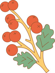 hawthorn berries hand drawn illustration
