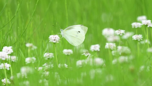 紋白蝶」の写真素材 | 203,121件の無料イラスト画像 | Adobe Stock