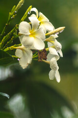 Raindrops on frangipani flowers bloom