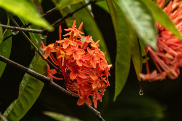 Raindrops on orange flower