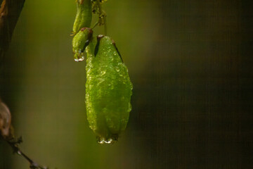 Raindrops on a sour fruit
