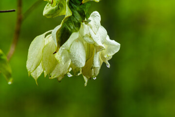 Raindrops on white flowers