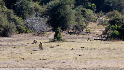 a pride of lions resting at the waterhole