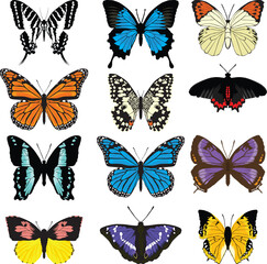 Realistic Butterfly vector illustration with wings spread out flying.
