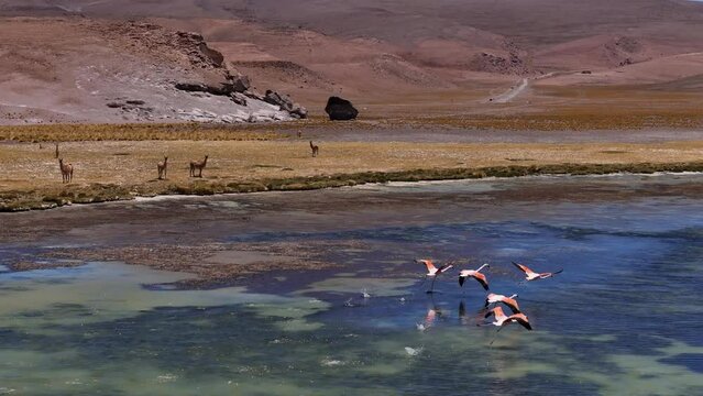 Aerial view of llamas on shore of Laguna Santa Rosa flock of pink flamingos on water Atacama Desert. Ojos del Salado volcano llamas grazing by Laguna Santa Rosa pink flamingos flock on water.