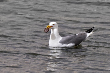 Mittelmeermöwe (Larus michahellis) schwimmend mit rundem Schokoladenkeks im Schnabel - Arrecife, Lanzarote, Kanarische Inseln