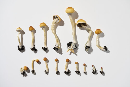 Different stages of growth of psilocybin mushrooms, on a white background. This image is perfect for psychedelic art concept illustrations and mushroom themed projects.