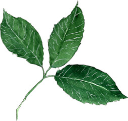 blooming rose color peach fuzz