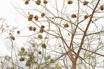 Weaver bird (weaver finches) building nest