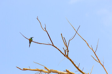 bird on a branch