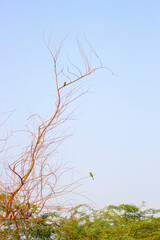 tree branches against blue sky