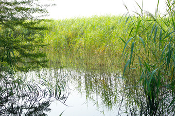 grass and water