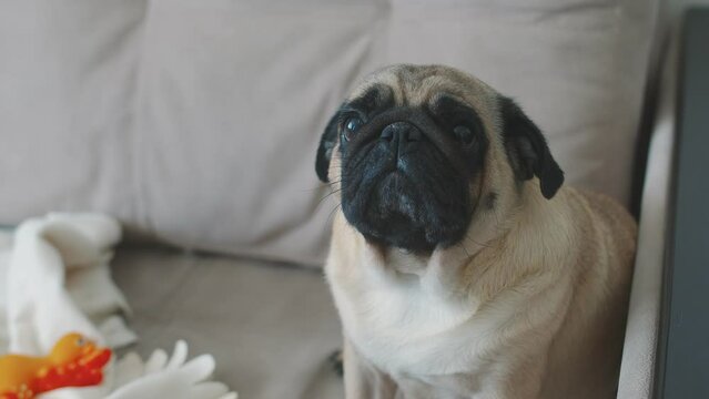 A cute pug is sitting on the couch. Slow motion