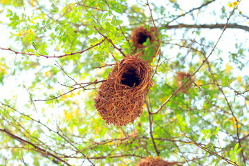 bird nest in tree