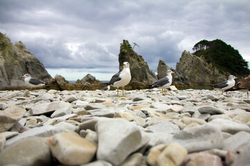 seagull and rock
