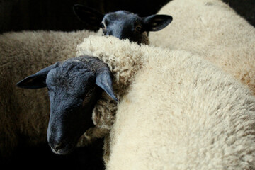 two sheep