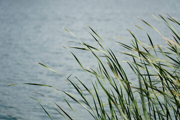 Reeds at lake shore - close-up