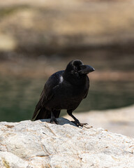 A black crow perches on a sunlit rocky surface with a blurred natural background, embodying the essence of wilderness and wildlife.