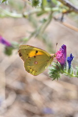 Nice clouded yellow butterfly (Colias croceus 
