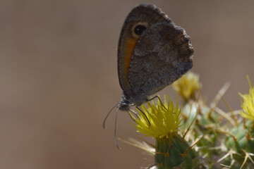 Southern gatekeeper butterfly (Pyronia cecilia 