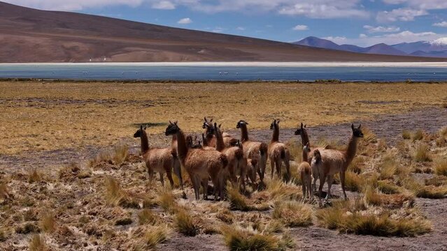 Aerial view of llama herd near Laguna Santa Rosa in Atacama Desert with Ojos del Salado volcano. Llamas grazing by Laguna Santa Rosa in Atacama Desert with Ojos del Salado volcano in background.