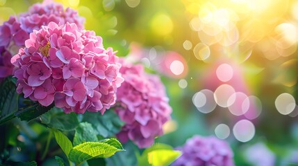 Obraz premium Beautiful pink hydrangea flowers in a garden, with a blurred background of greenery and sunlight. A lush hydrangea plant with large flowers on the right side of the frame.