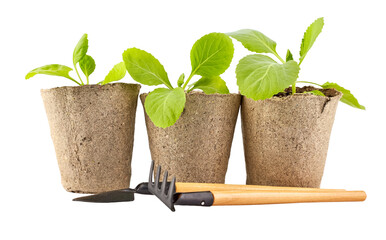 Cabbage seedlings in organic pots. Home gardening tools. Natural farming and agriculture. Healthy...